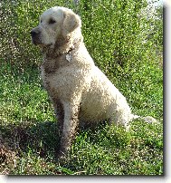 �pinav� Bro�ule