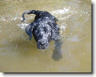 Sid (4 mes�ce - 19,5 kilo)