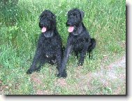 Cassi z Polab� Boner a Xclamation Bitt Box