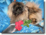 Bodie Onyxov� diad�m