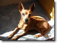 Tom��ek mazl��ek