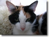 Laru�ka, na�e roztomil� ko�i�ka