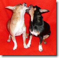 Celest�nek s Valent�nkem