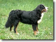 Iris P�seck� hory