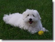 Brutus Chundelat� Kouzlo "Teddy"