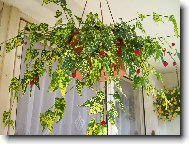 Mra���k v �ervnu