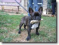 Bonif�c Izak Jalkon