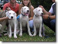 sourozenci Blansk� les