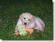 N� mazl��ek Ri�