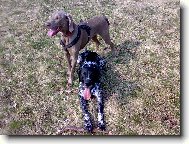 Dyk�nek s Vegu�kou