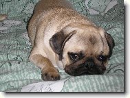 Ebinka odpo��v�