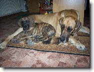 Ag�ta a D�inou�ek