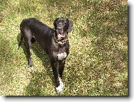 Dante �esk� Sirius