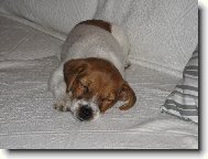 Jack russell Teri�r