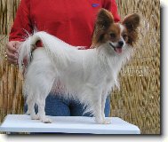 Estel Porubsk� kv�t