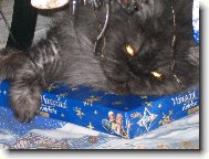 V�no�n� d�re�ek