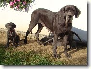 na�e Holly a jej� �t���tka