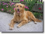 Nejlep�� p��tel �lov�ka