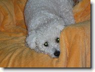 zase jsem n�co provedla?