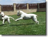 Letn� dov�d�n� - 2007