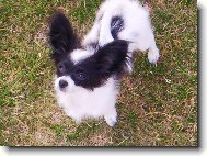 Fidorka Porubsk� kv�t