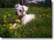 Leno�en� na zahrad�