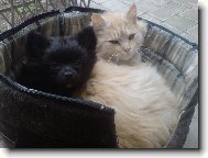 PS� SV�T:�picov� a primitivn� typy