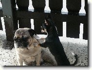 Pane, poj�te si hr�t...