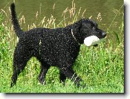 Curly coated retr�vr