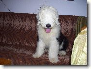 Bobtail Bobe� z Mostu