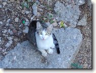 Chorvatsk� ko�ka