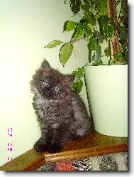 moje persk� ko�i�ka T�nka