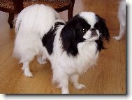 Maia od Mojsk�ho lesa