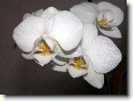 Faleponis, m�rovec