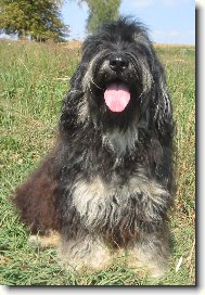 Prvn� p�edstavitel plemene Cao da Serra de Aires v �esk� republice