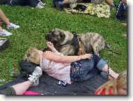 i na fest�ku se mastif chov� slu�n�:))