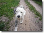 ADAM 14,5 LET NA PROCH�ZCE........