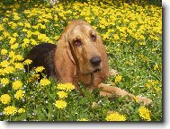 Odpo�inek v pampeli�k�ch