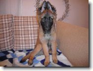 EL� 3 M�S�CE....MALINOIS