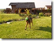 Wynn Famous Alhavant