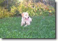 Britu�ka-17 t�dn�