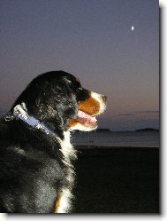 Jadransk� noc p�ich�z�