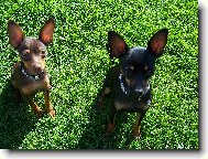 Kr��� a Gust�