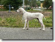 Barney z Diansk�ch luk