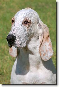 Barney z Diansk�ch luk