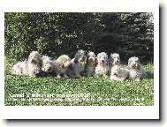 Kennel z Mimo�sk� podkovy