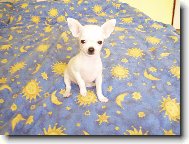 Jassinka jako �t���tko