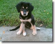 Ak�mek ve 3 m�s�c�ch