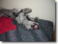 Woody-�lof��ek po ob�d�