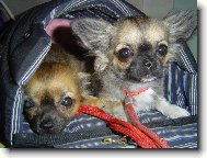 Jak n�m to slu�� na v�stav� na kuka�ku